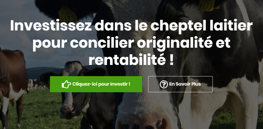 Cheptel laitier