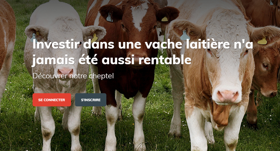 Patrimoine bovin.