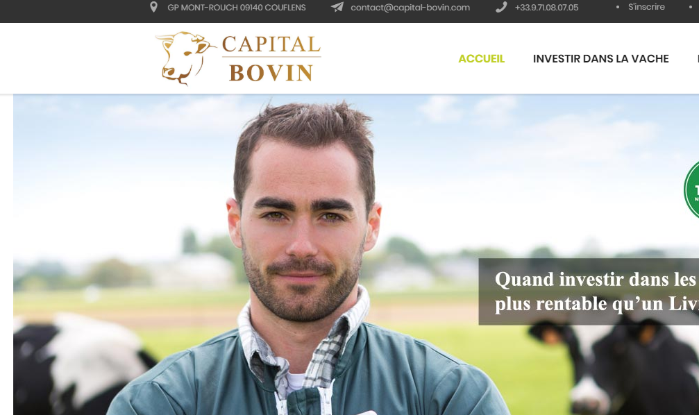 Capital bovin